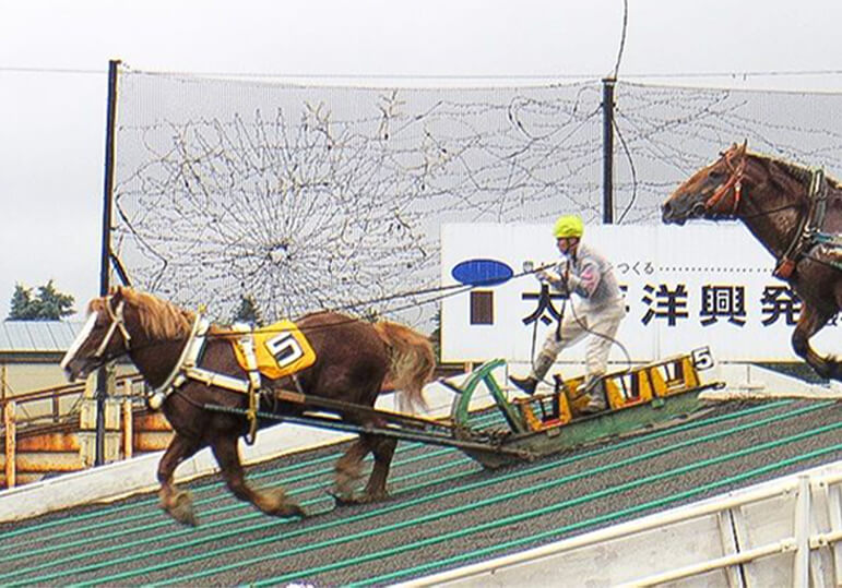 Cuộc đua ngựa Ban-ei nổi tiếng của Hokkaido. Ảnh: Nippon